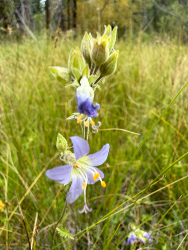 Polemonium occidentale, photograph 3