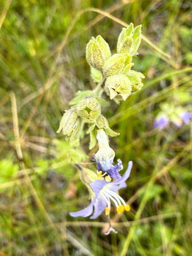 Polemonium occidentale, photograph 4