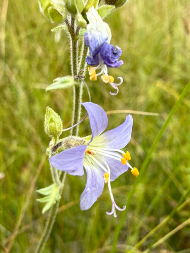 Polemonium occidentale, photograph 2
