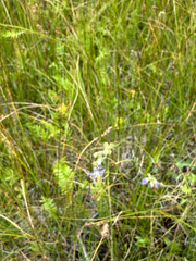 Polemonium occidentale, photograph author not stated, no rights reserved