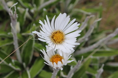 Celmisia spectabilis