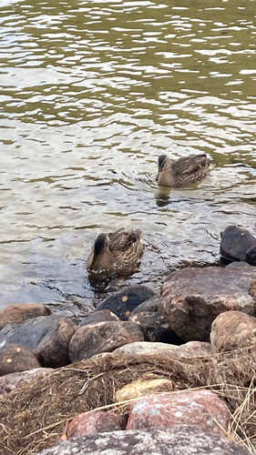 Mallard