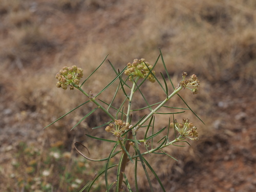 Engelmann's milkweed