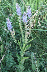 Veronica spuria
