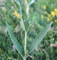 Veronica spuria