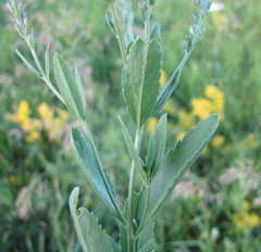Veronica spuria