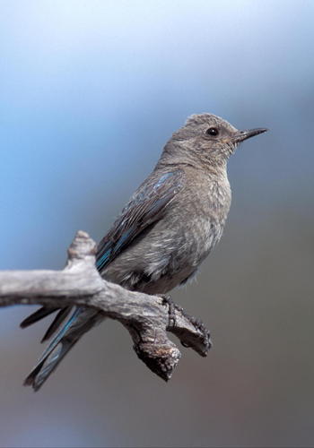 Mountain Bluebird