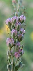 Veronica spuria