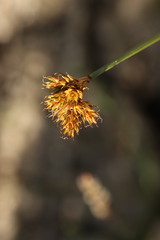 Carex leporina, photograph (c) Noé Fleury Frouart, some rights reserved (CC BY)