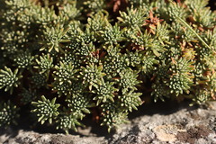 Androsace vitaliana, photograph (c) Noé Fleury Frouart, some rights reserved (CC BY)