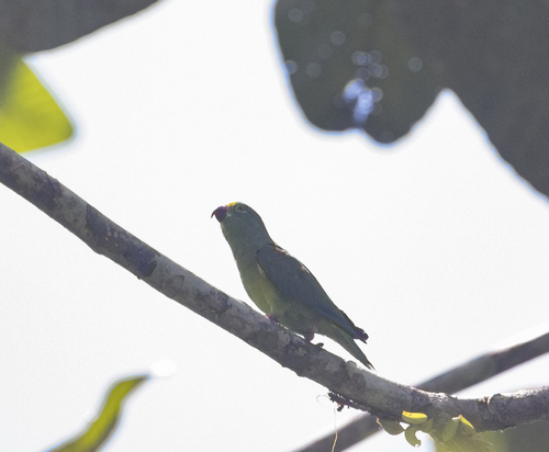 Tui Parakeet (Brotogeris sanctithomae), photo 3