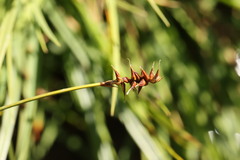 Carex davalliana