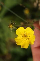 Potentilla grandiflora