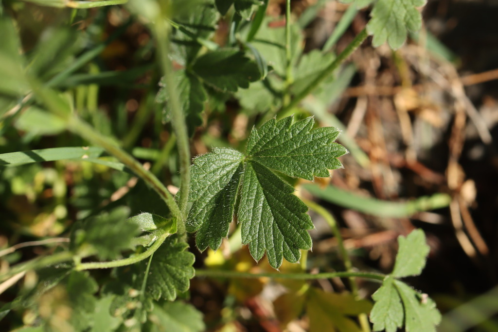 Potentilla grandiflora; photograph (c) Noé Fleury Frouart, some rights reserved (CC BY)