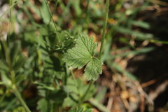 (c) Noé Fleury Frouart, some rights reserved (CC BY) Potentilla grandiflora, photograph (c) Noé Fleury Frouart, some rights reserved (CC BY)