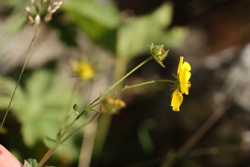 Potentilla grandiflora, photograph 3