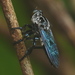 Anarmostus iopterus - Photo (c) Jürgen Haase, some rights reserved (CC BY-NC), uploaded by Jürgen Haase
