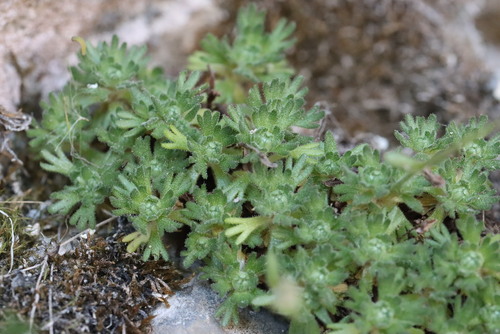 Saxifraga exarata, photograph 6