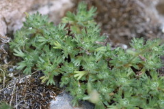 Saxifraga exarata, photograph (c) Noé Fleury Frouart, some rights reserved (CC BY)