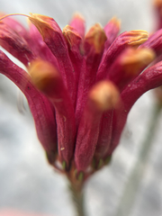 Erica fascicularis, photograph (c) André Deschodt, some rights reserved (CC BY)