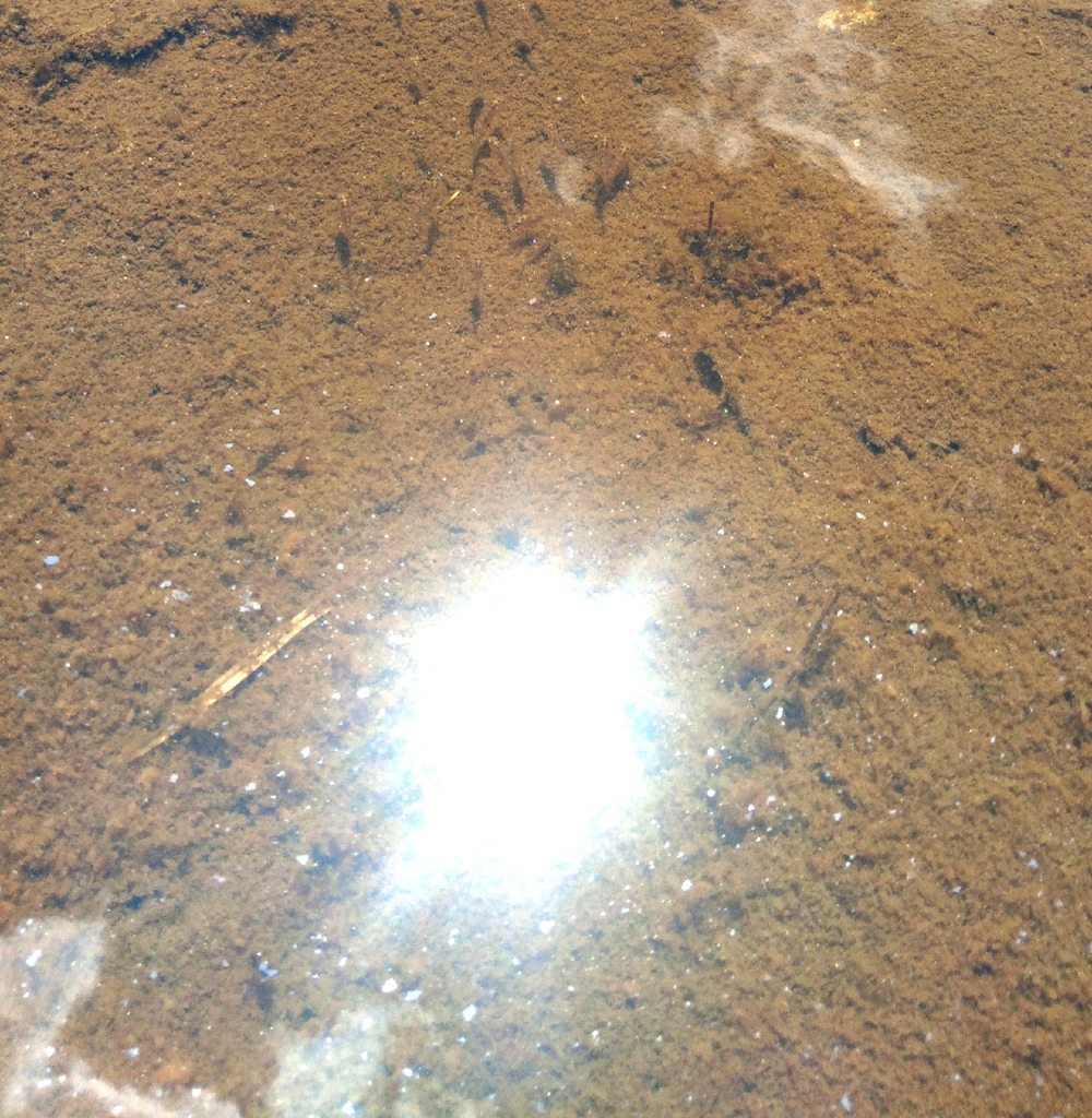 Parotocinclus jacksoni