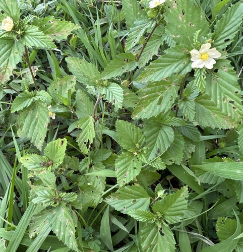 three-lobe false mallow
