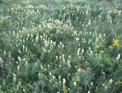 Melampyrum argyrocomum