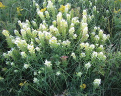 Melampyrum argyrocomum