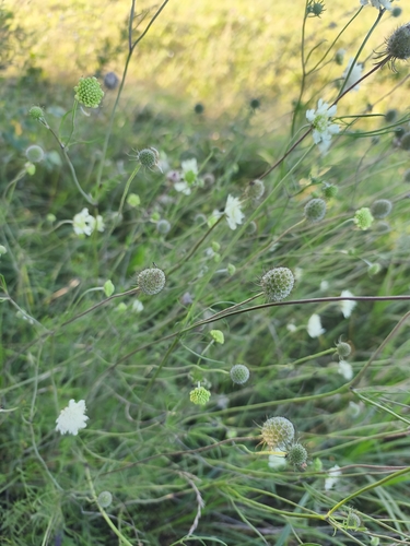 Cream Scabious
