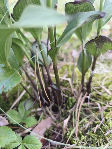 Dark-red Helleborine