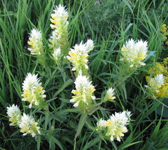 Melampyrum argyrocomum