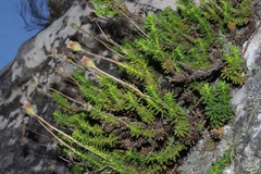 Polyarrhena imbricata