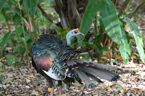 Ocellated Turkey