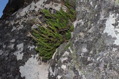 Polyarrhena imbricata