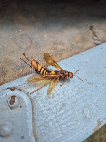Pigeon Horntail