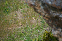 Callophrys