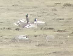 Anas platyrhynchos × acuta