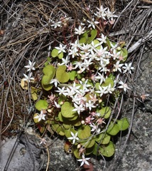 Crassula dentata