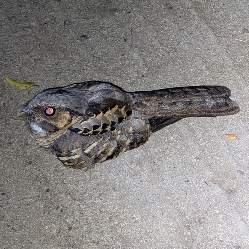 Common Pauraque