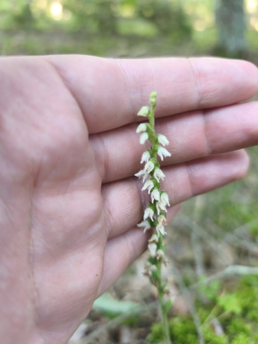 lesser rattlesnake plantain