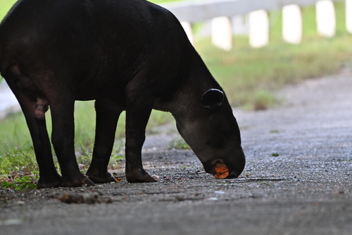 Baird's Tapir