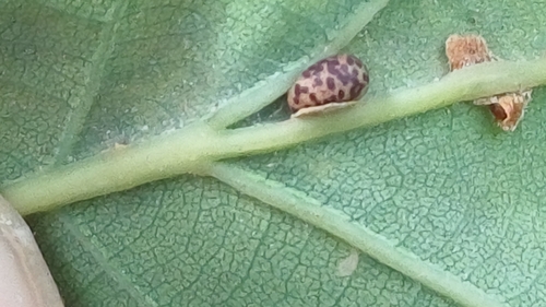 Oyster Gall Wasp