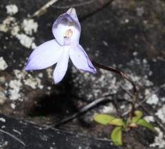 Disa maculata