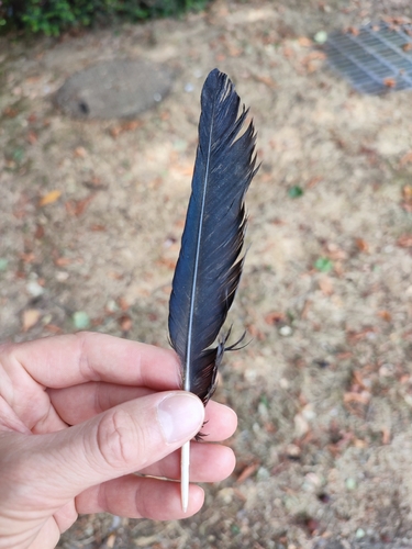 Plume de Choucas des tours