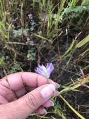 Dipterostemon capitatus