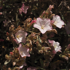 Convolvulus oleifolius