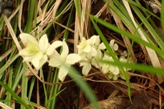 Cruciata glabra krylovii
