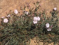 Convolvulus oleifolius