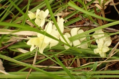 Cruciata glabra krylovii