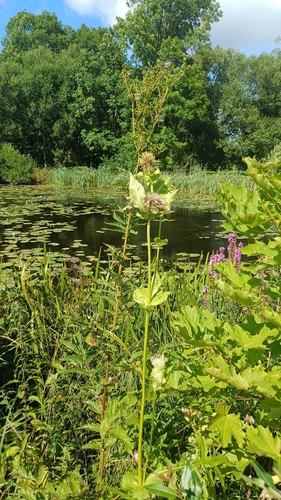 Cabbage Thistle